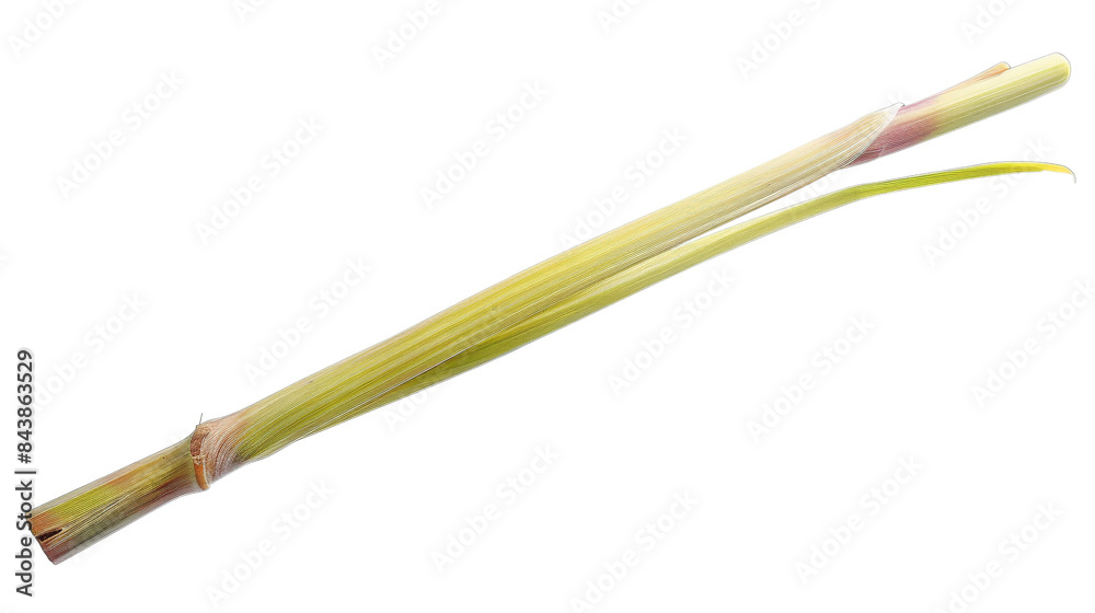 Fresh lemongrass stalk isolated on black background.