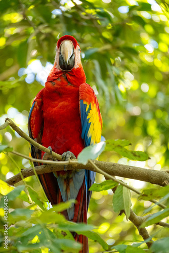 Mittelamerika Honduras, El Salvador, Wilde Tiere, Natur, Pflanzen, Reisen, Travel