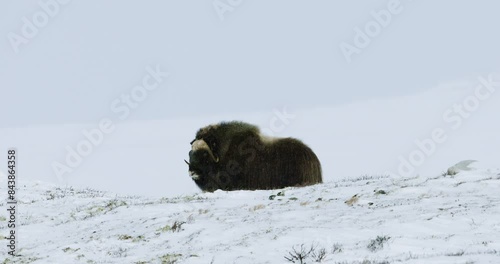 Musk ox in snowy Dovre landscape, serene Scandinavian winter scene