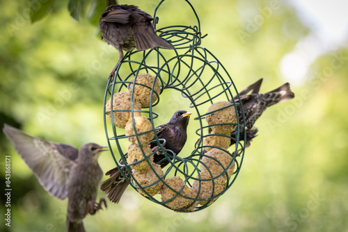junge Stare sitzen im Futterring im Hintergrund ein schönes Bokeh