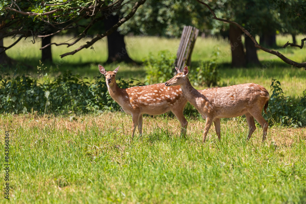 Naklejka premium Sika deer - Cervus nippon stands on a meadow in the grass. Wild foto
