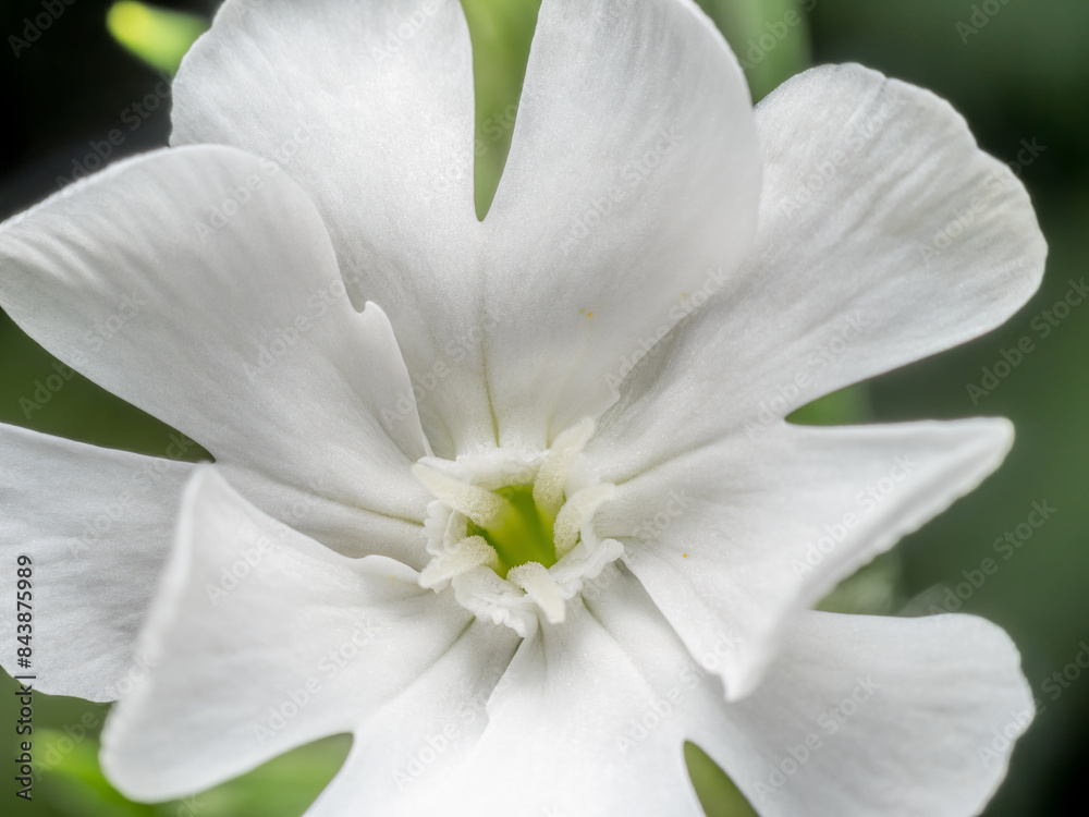 White campion flower White campion flower