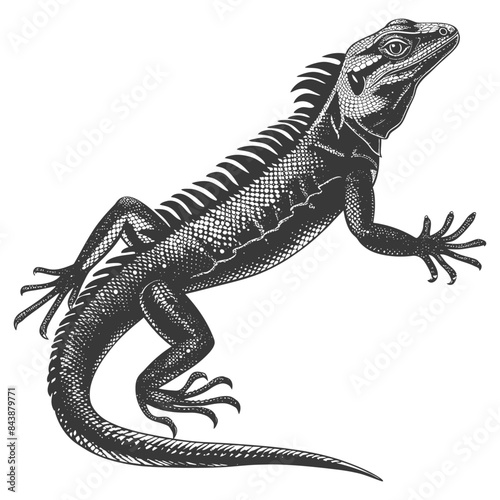 Engraved Sailfin Lizard: Detailed Reptile Illustration on White.