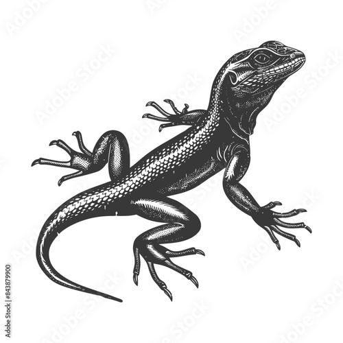 Engraved Skink: Vintage Reptile Illustration on White.