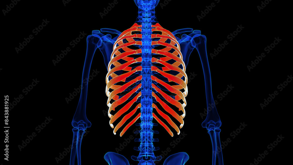 Photo & Art Print Human skeleton rib cage anatomy 3D rendering for ...