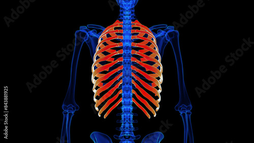 Human skeleton rib cage anatomy 3D rendering for medical concept