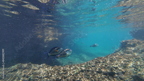 Photography of fish and corals in Oman near Muscat during spring day photo