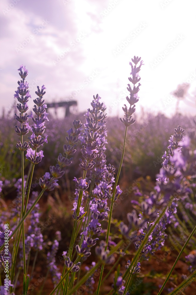 Obraz premium lavender detail on blurred background of clouds and clearings