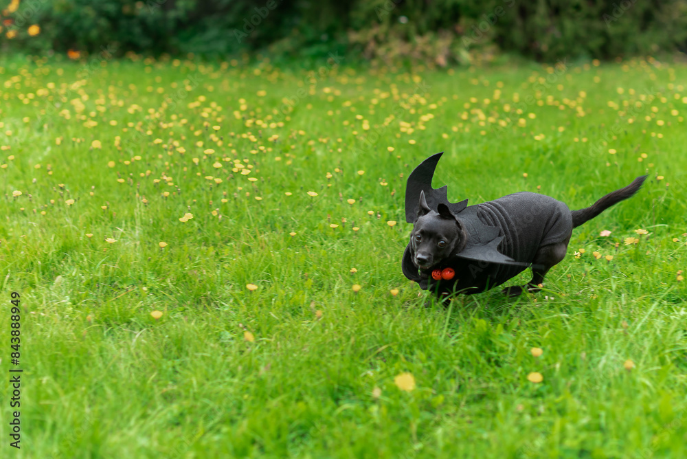 halloween black small dog with bat wings on the grass