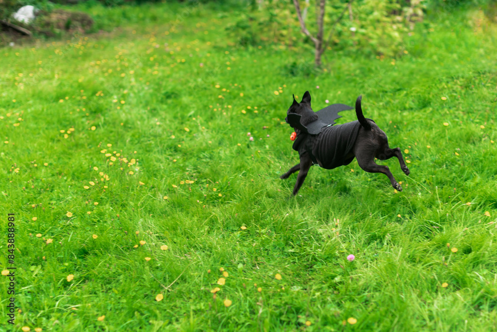 halloween black small dog with bat wings on the grass halloween black small dog with bat wings on the grass