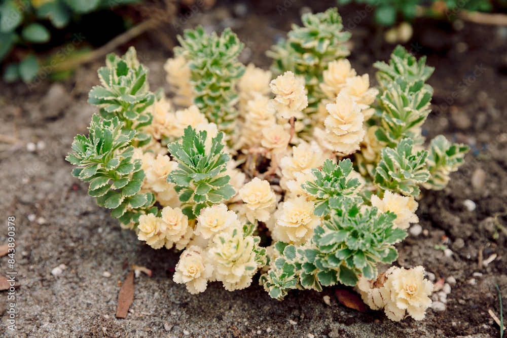 Sedum takesimense Atlantis or Takeshima Stonecrop plant