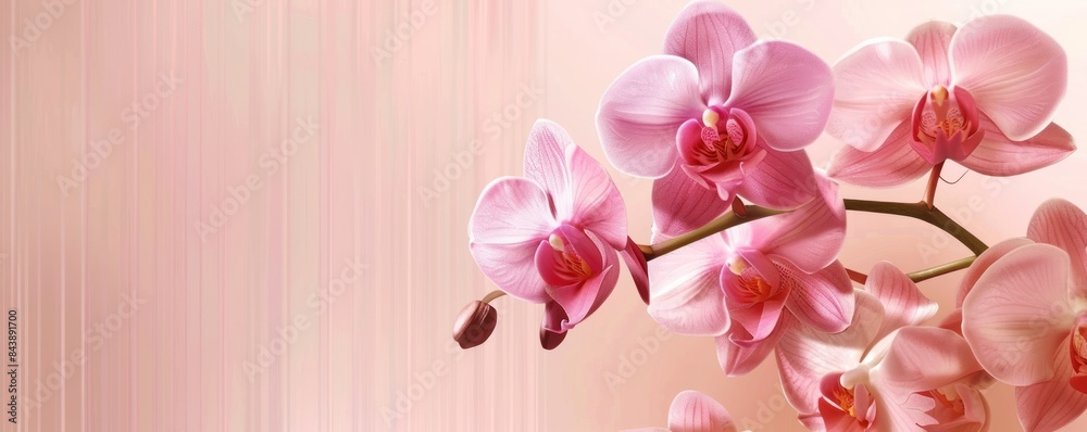 Orchid Blooms in Soft Pink on Striped Background. Subtle Beauty in Floral Decor. Orchid Blooms in Soft Pink on Striped Background. Subtle Beauty in Floral Decor.