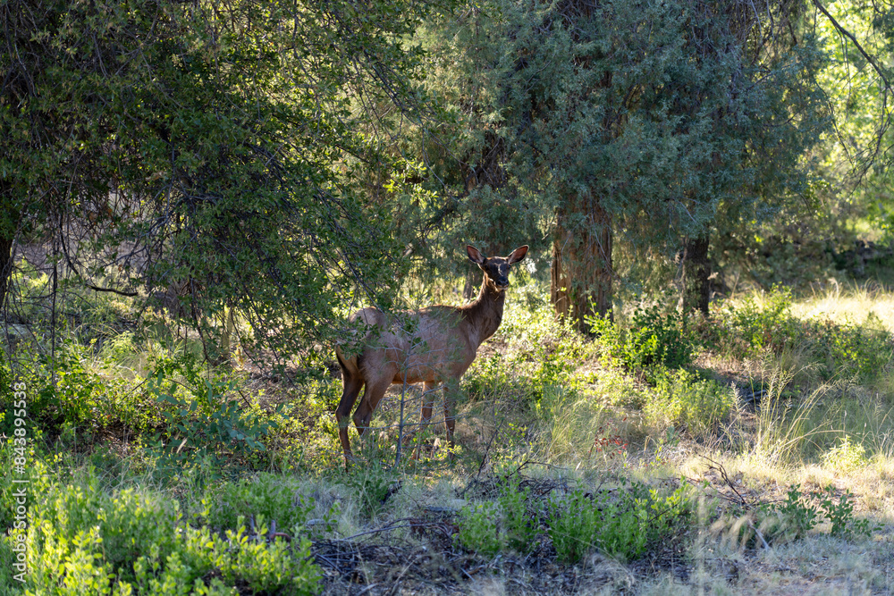 Cow Elk grazing in the late-afternoon, deep in Arizona's Tonto National Forest. 