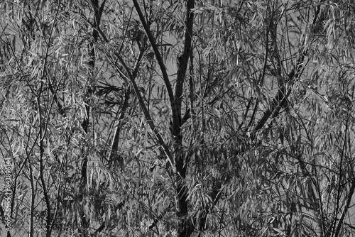 Black willow trees in Texas landscape for background in black and white. photo