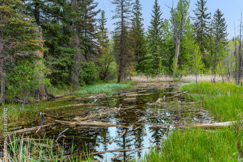 Little swamp with deadwood in the forest