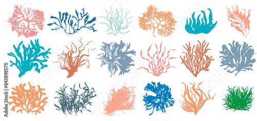 Collection of colorful algaes on white background. Set of algaes