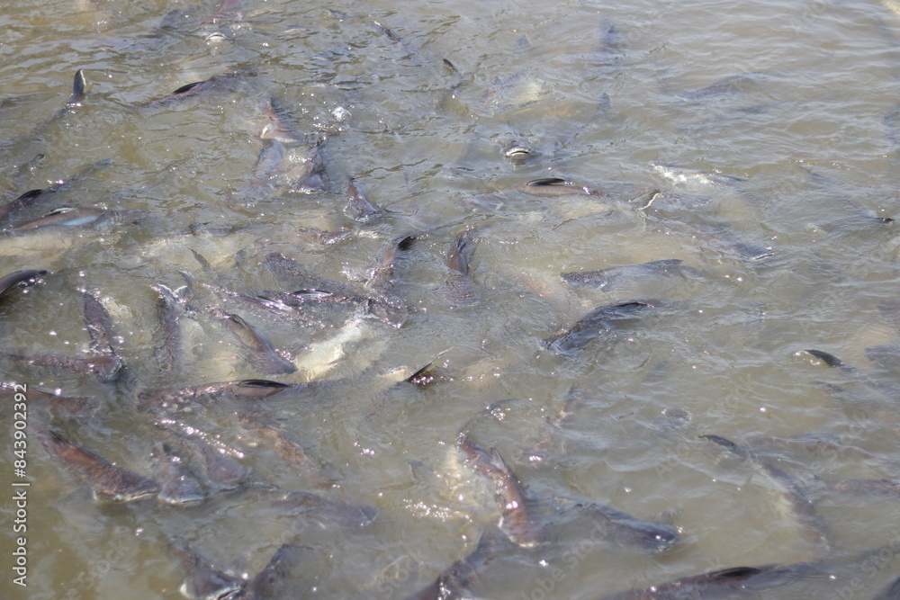 Beautiful Siriped Catfish navigating the flowing river. Beautiful Siriped Catfish navigating the flowing river.