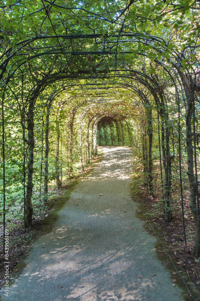 A tunnel made of plants in the garden, Green foliage A tunnel made of plants in the garden, Green foliage