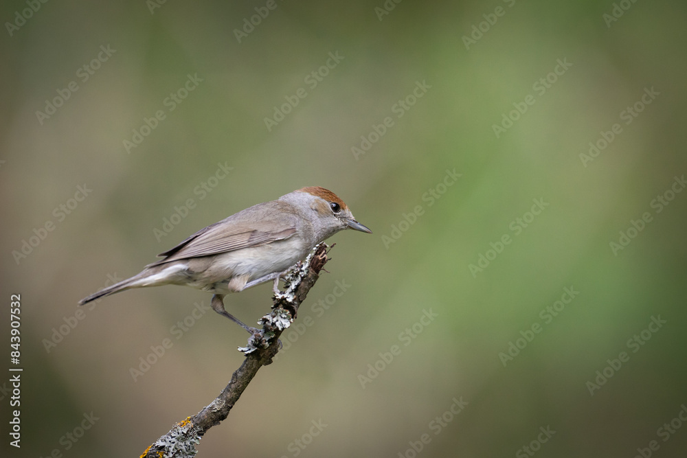 Bird - female Blackcap Sylvia atricapilla spring time, Poland Europe Bird - female Blackcap Sylvia atricapilla spring time, Poland Europe