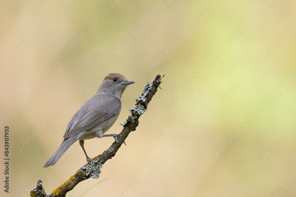 Bird - female Blackcap Sylvia atricapilla spring time, Poland Europe Bird - female Blackcap Sylvia atricapilla spring time, Poland Europe