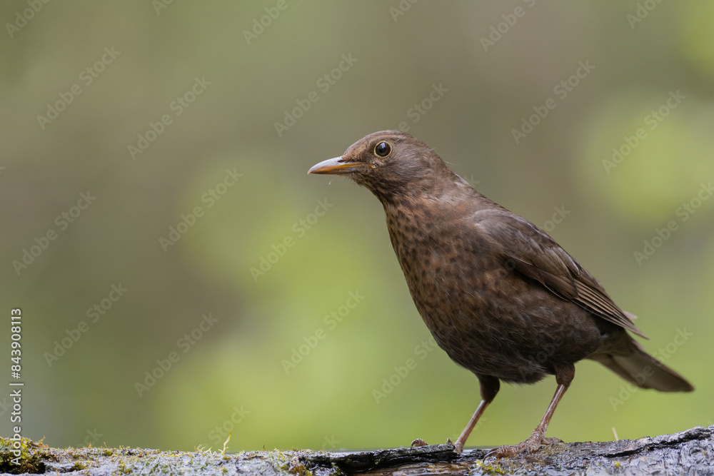 female Blackbird Turdus merula on the forest puddle amazing warm light sunset sundown