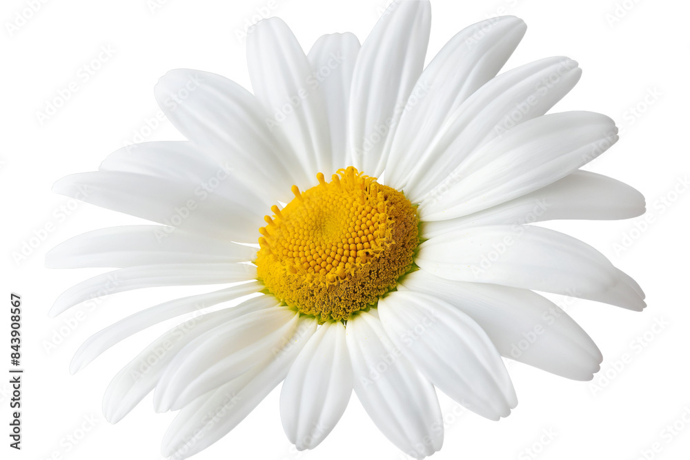 daisy flower isolated on transparent background daisy flower isolated on transparent background