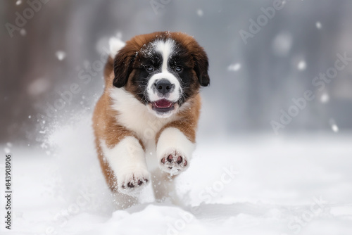Saint bernard puppy running through the snow with a happy expression