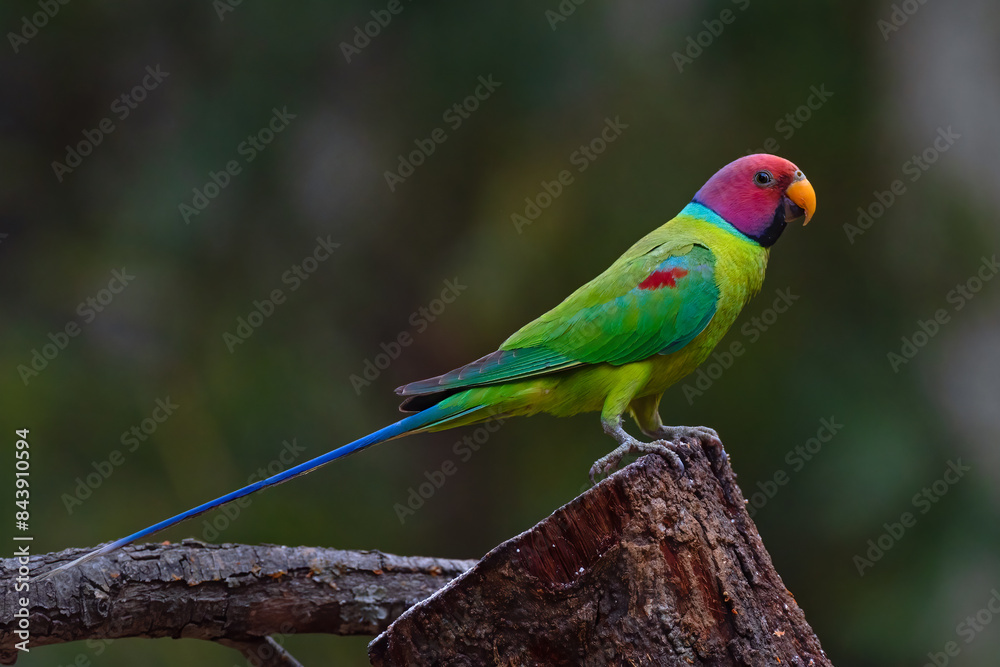 Plum headed parakeet bird perched on a branch with use of selective focus