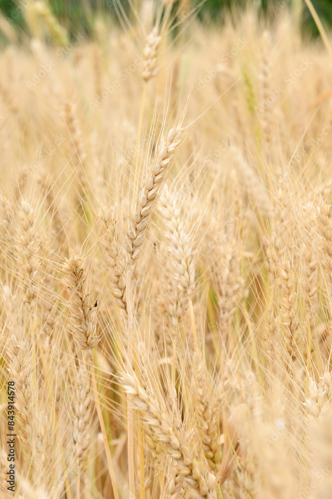closeup the bunch ripe yellow brown wheat stitch plant with grain growing with leaves in the farm field soft focus natural green brown background. closeup the bunch ripe yellow brown wheat stitch plant with grain growing with leaves in the farm field soft focus natural green brown background.