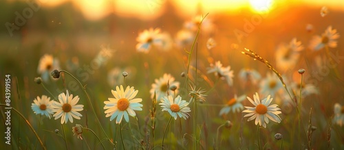 Engaging and Natural Summer Scene: Yellow White Flowers in Grassy Field at Dawn © Lasvu
