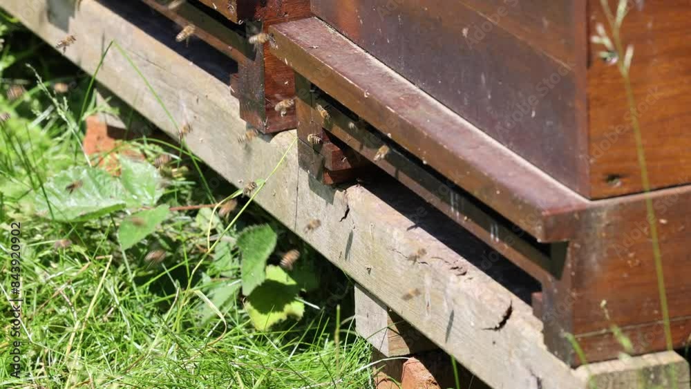 Swarms of bees at the hive entrance in a heavily populated honey bee, flying around in the spring air Swarms of bees at the hive entrance in a heavily populated honey bee, flying around in the spring air