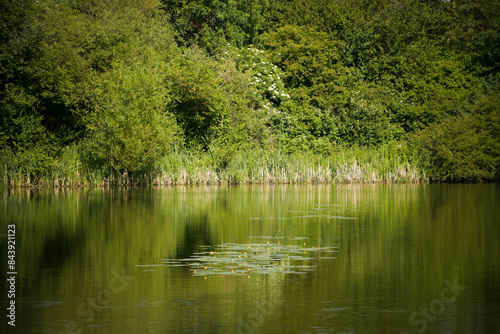 water lily in the pond
