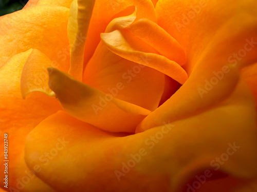 A close up photo of a yellow rose with a yellow center