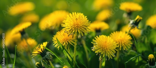 How to Make Dandelions Thrive