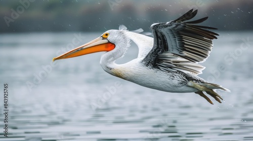 Kerkini Lake s Dalmatian Pelican © 2rogan