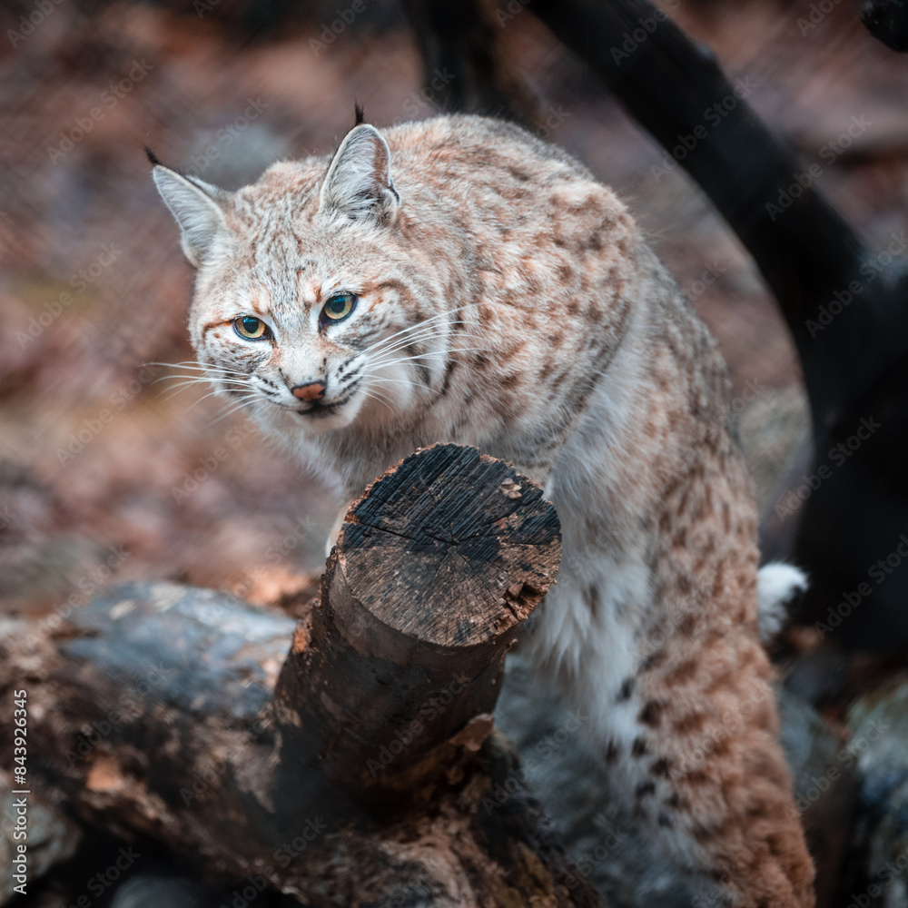 A bobcat, also known as the red lynx, behind a fallen tree A bobcat, also known as the red lynx, behind a fallen tree