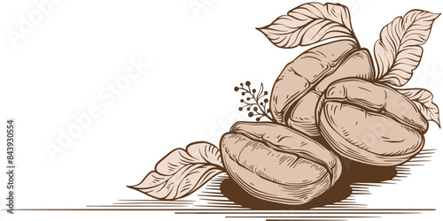 Hand drawn Coffee Beans Sketch Illustration