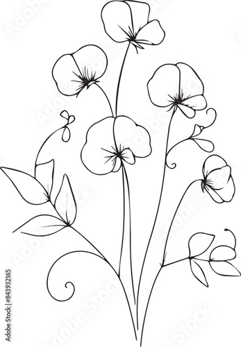 Unique flower coloring pages, Hand-drawn vector illustration of a garden variety of Sweet pea and outline illustration, Sweet pea Flowers Wall Decor, Sweet pea art free printable coloring pages