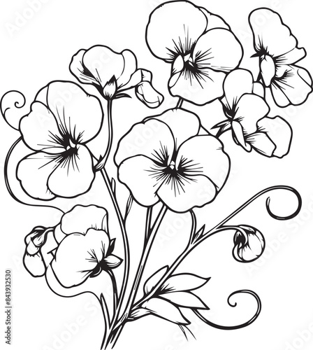 Sweet pea flower drawing, a branch of the botanical spring collection, ink illustration vector art of Sweet pea bouquet, hand-drawn artistically, Zentangle tattoo, easy flower coloring pages and book