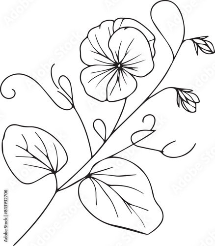 Cute kids coloring pages, easy Sweet pea drawing, Sweet pea flower black and white illustration, Sweet pea outline, Sweet pea flower vector art, simple flower drawing, unique flowers coloring page