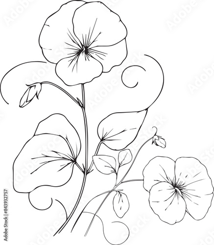 simple flower coloring pages, Coloring pages for adults, hand drawing Sweet pea sketch art of, blossom Sweet pea flower line art vector illustration, floral garden for beautiful Sweet pea
