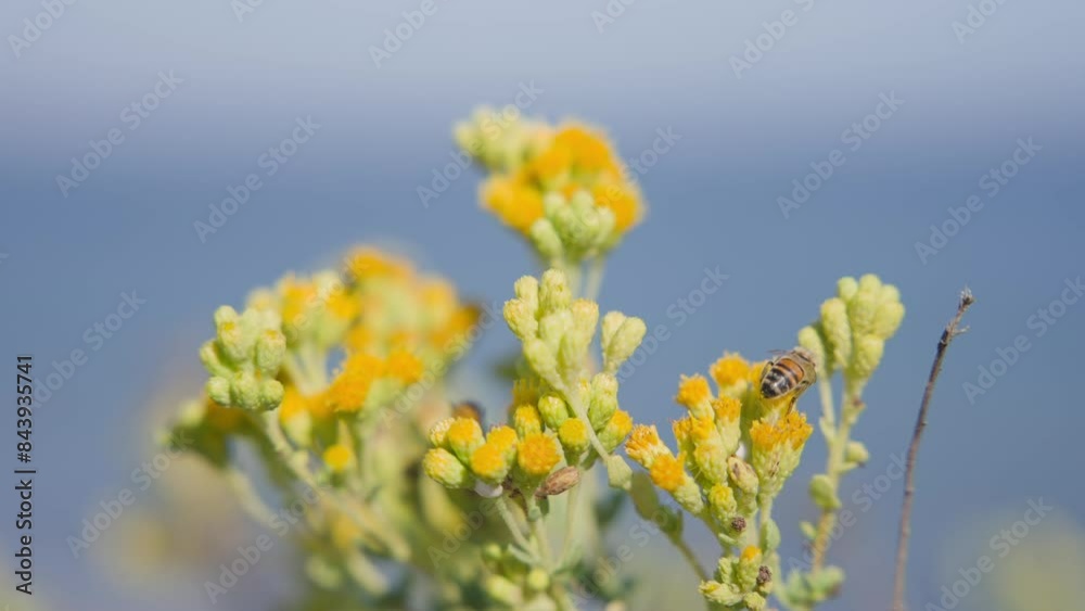 Beautiful bee resting on vibrant yellow flowers against a backdrop of a clear blue sky Beautiful bee resting on vibrant yellow flowers against a backdrop of a clear blue sky