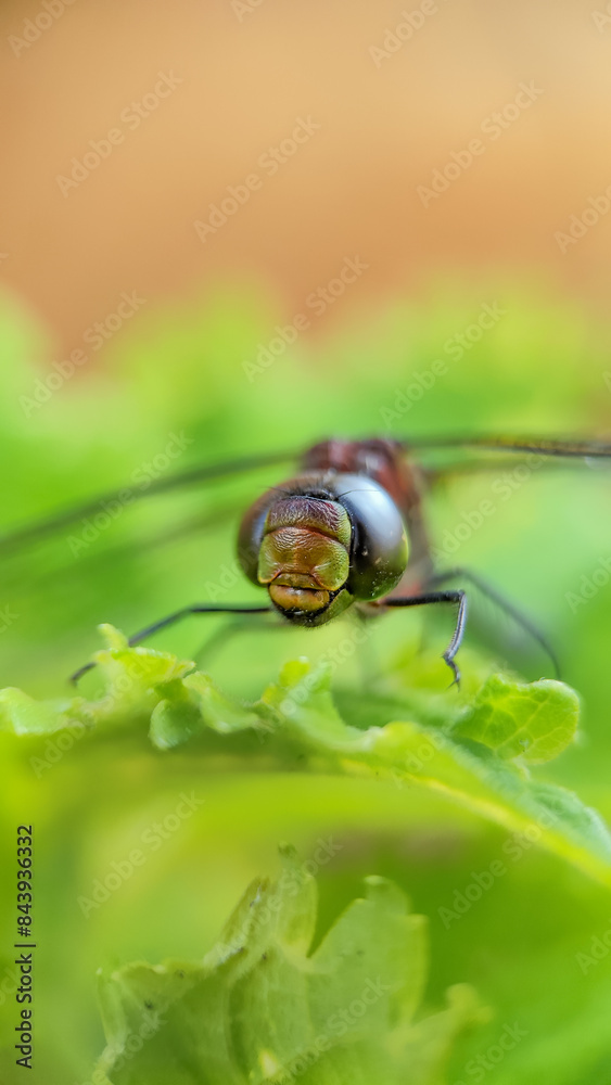 fly on leaf fly on leaf