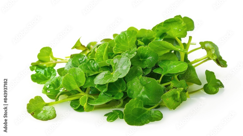 Watercress isolated on a white background Watercress isolated on a white background
