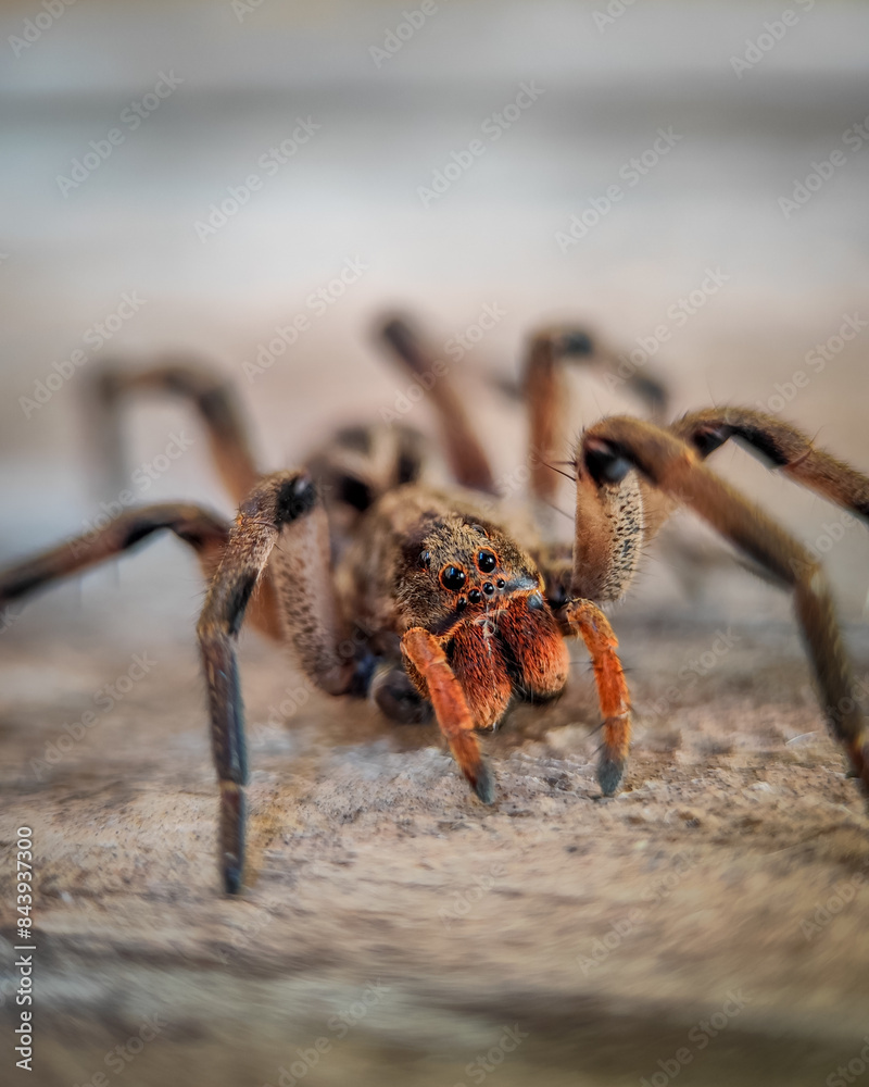 spider on the wall spider on the wall