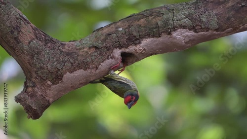 Coopersmith barbet feeding its chicks photo