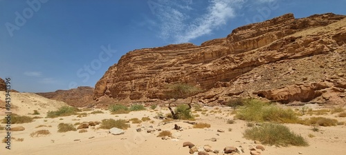 mouintain with green weed and a tree in the foreground in the desert photo