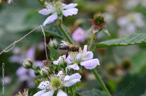 bee on a flower, close up view of ,blackberry flowers