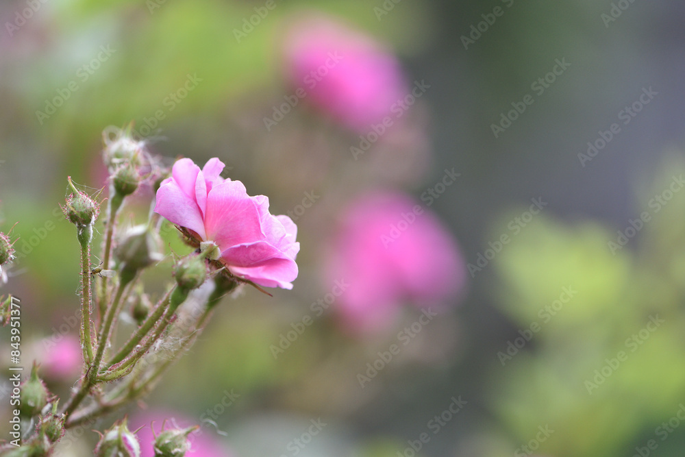 Veilchenblau, rose flower. pink roses on a bush in the garden, close-up. Flowering English Rosa Climbing Rose Bush. in the garden in the flower bed. spring time, delicate summer flower. close-up Veilchenblau, rose flower. pink roses on a bush in the garden, close-up. Flowering English Rosa Climbing Rose Bush. in the garden in the flower bed. spring time, delicate summer flower. close-up