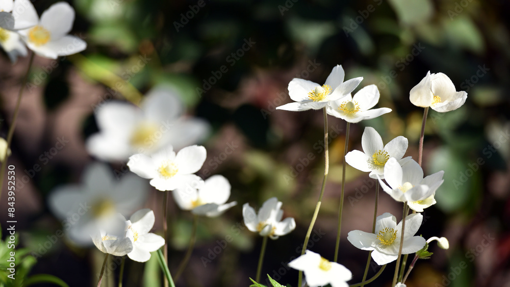 Fototapeta premium Anemone sylvestris. delicate flowers in the garden, in the flowerbed. floral background. beautiful delicate Anemone sylvestris. white flowers on a natural background. close-up. sunlight. spring season